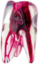 FKG 3D Tooth - Ząb treningowy - górny lewy trzonowiec