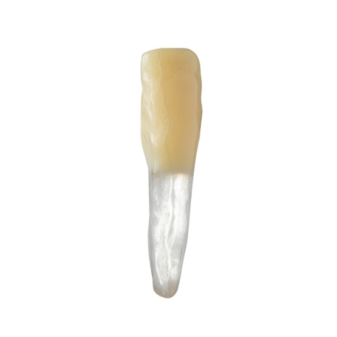 BIOMED 3D Tooth - Ząb treningowy - 25