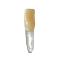 BIOMED 3D Tooth - Ząb treningowy - 25