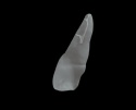 BIOMED 3D Tooth - Ząb treningowy - 9 skalcyfikowany