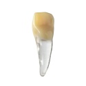 BIOMED 3D Tooth - Ząb treningowy - 9 skalcyfikowany