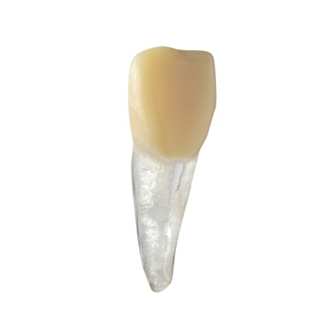 BIOMED 3D Tooth - Ząb treningowy - Centralny siekacz 1,4 mm otwarty wierzchołek
